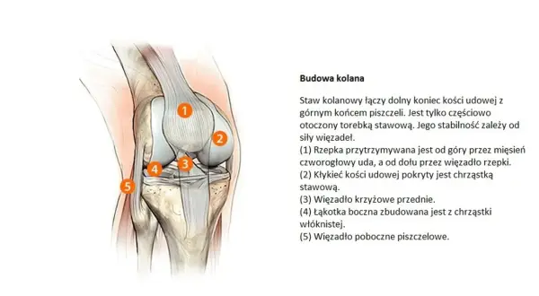 Anatomia kolana z zaznaczonymi elementami, ważna dla zrozumienia przyczyn gonartrozy.
