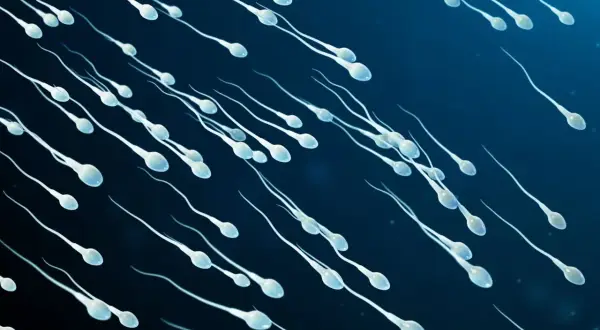 Ruchliwe plemniki w ciemnoniebieskim tle, każdy z główką i długim ogonkiem, płyną w kierunku celu.