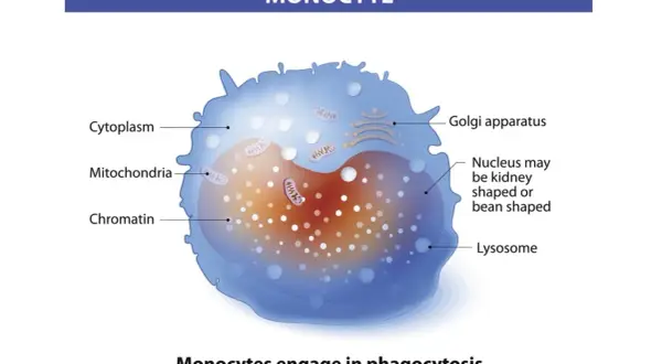 Schemat monocytu z jądrem, mitochondriami i aparatem Golgiego. Podwyższone monocyty za wysokie mogą wskazywać na infekcję.