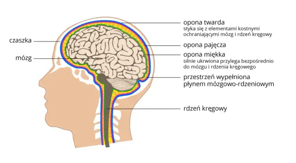Przekrój głowy ukazujący mózg, rdzeń kręgowy i opony mózgowo-rdzeniowe. To kluczowe elementy ośrodkowego układu nerwowego.