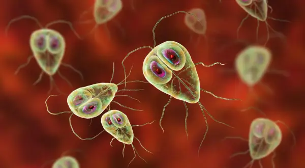 Mikroskopijne organizmy Giardia lamblia, które mogą powodować objawy lambliozy, takie jak biegunka i bóle brzucha.