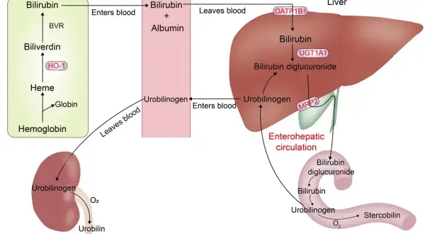 Schemat przedstawia obieg bilirubiny w organizmie, od rozpadu hemoglobiny w układzie siateczkowo-śródbłonkowym, przez transport we krwi, metabolizm w wątrobie (z udziałem UGT1A1 i OATP1B1), wydalanie z żółcią i krążenie wątrobowo-jelitowe, aż po przemi...
