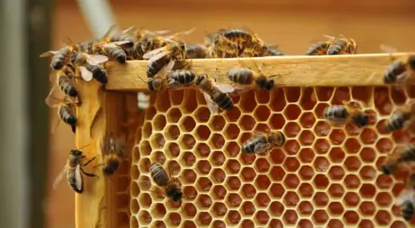 Jak zażywać propolis: skuteczne metody i dawkowanie dla zdrowia