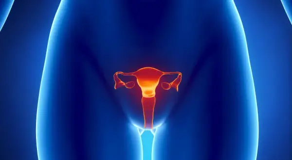 Anatomia kobieca z widocznymi jajnikami w kolorze pomarańczowym na tle niebieskim.