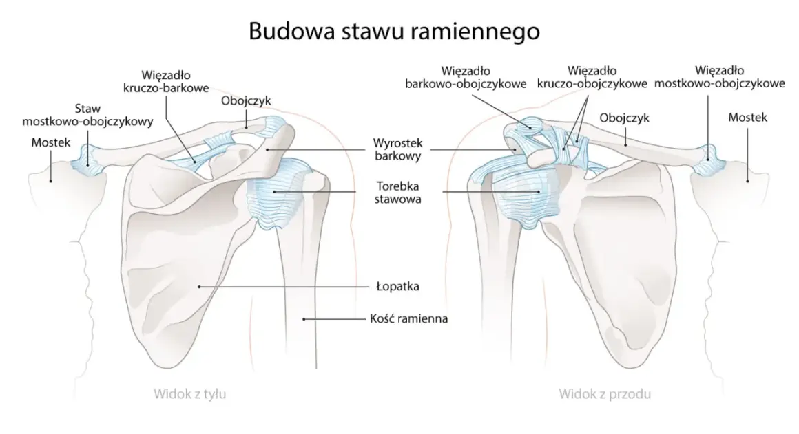 Anatomia stawu ramiennego: obojczyk, łopatka i kość ramienna z więzadłami. Widok z przodu i z tyłu.