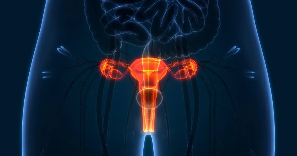 Anatomia kobiecych narządów rozrodczych, w tym macicy, jajników i jajowodów. Obraz może ilustrować proces histerektomii.