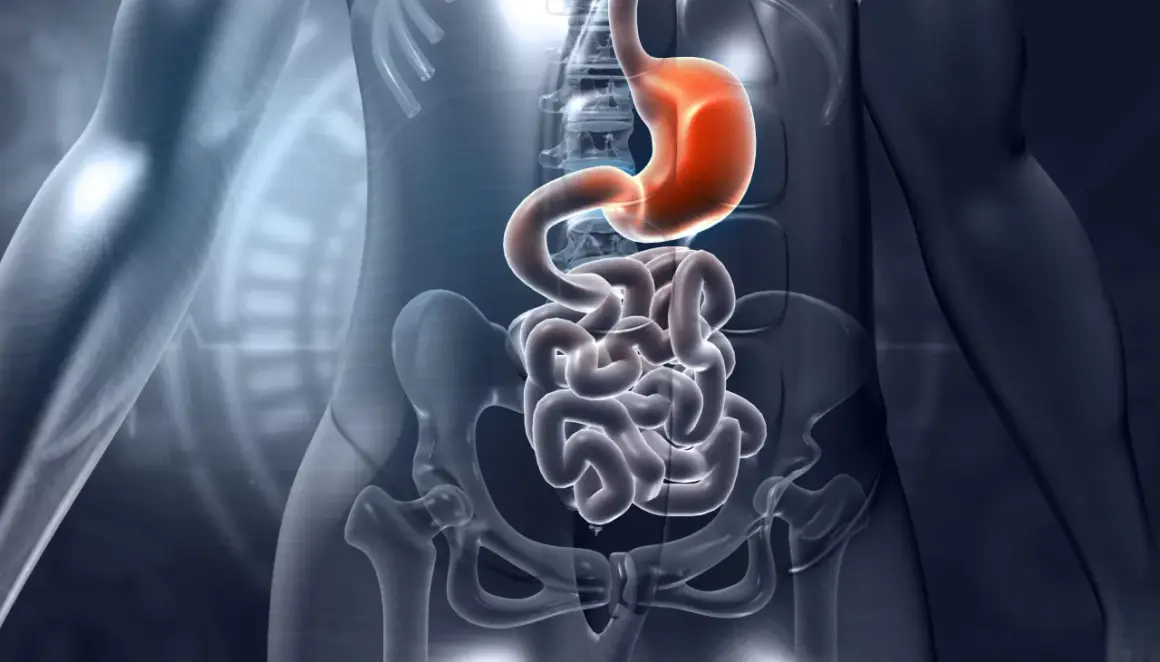 Anatomia układu pokarmowego: żołądek i jelita, w tym dwunastnica, w przezroczystej wizualizacji ludzkiego ciała.