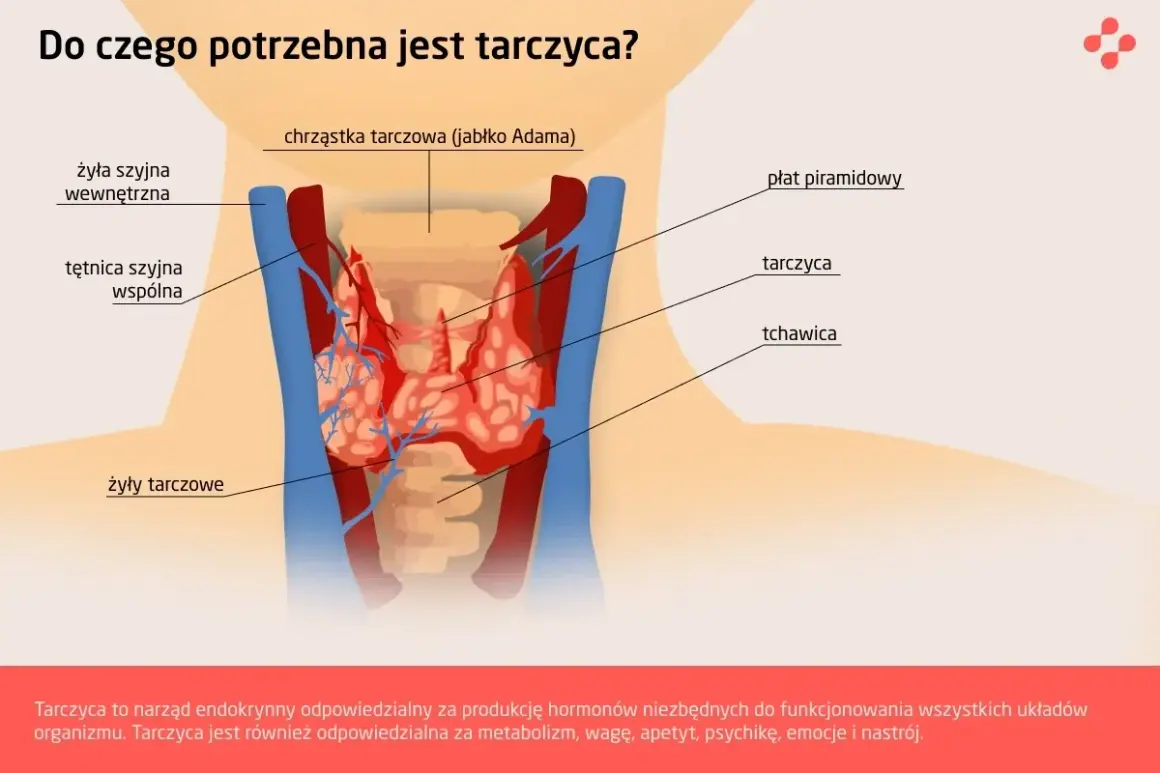 Anatomia szyi z zaznaczoną tarczycą. Tarczyca znajduje się poniżej chrząstki tarczowej, przed tchawicą.