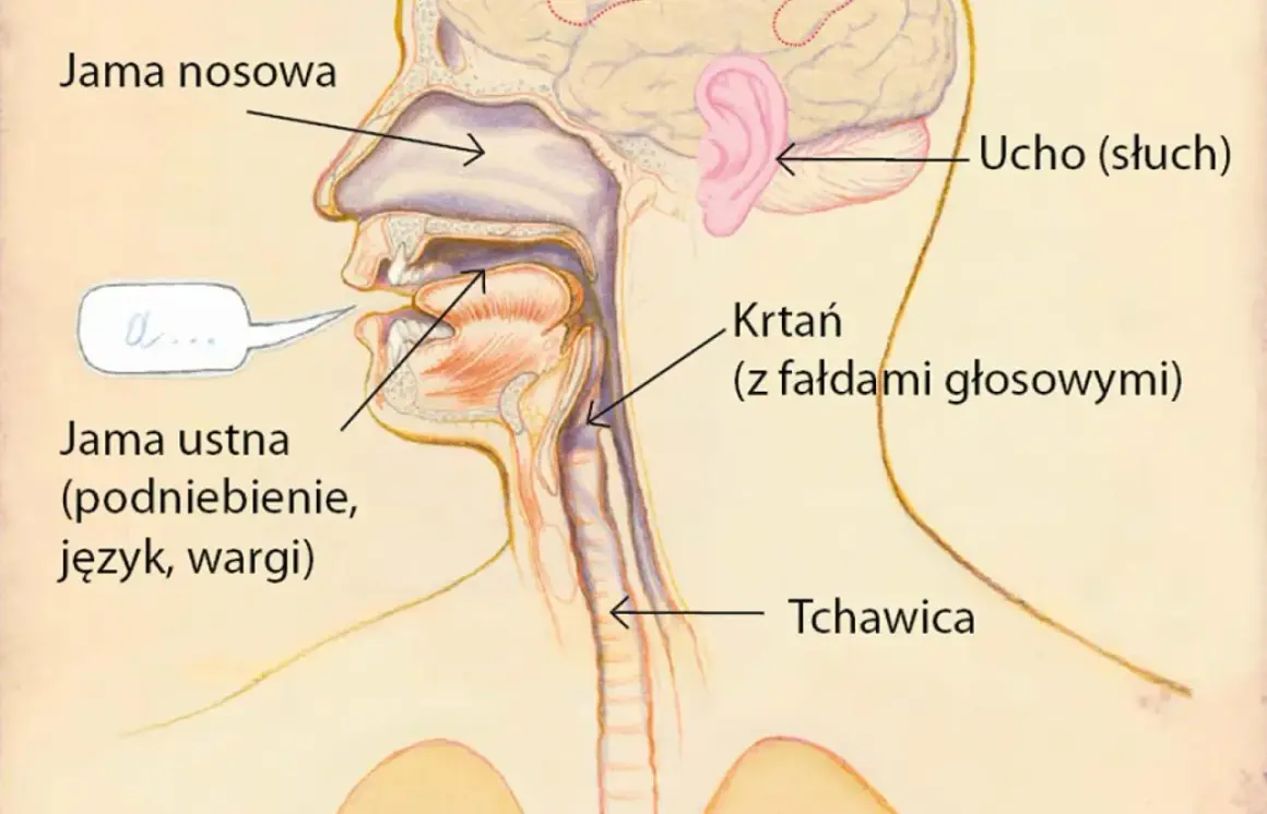 Przekrój przez ludzką głowę, pokazujący jamę nosową, ustną, ucho, krtań z fałdami głosowymi i tchawicę.