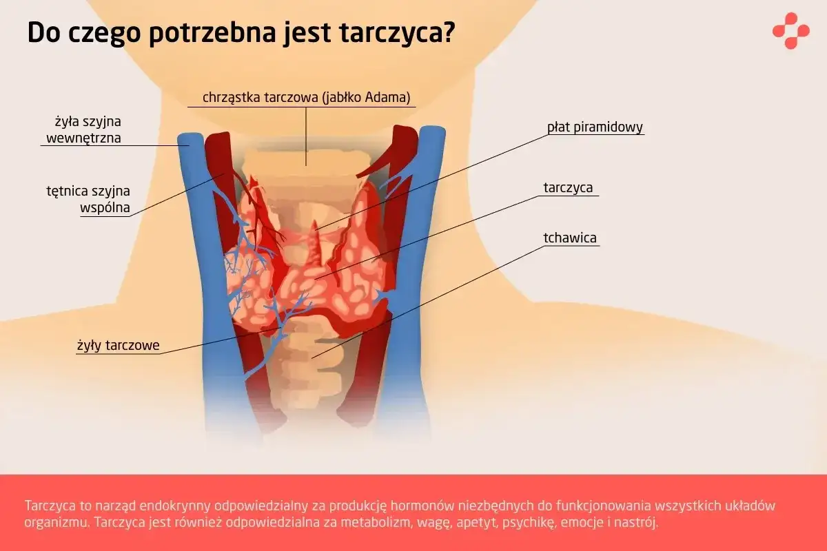 Gdzie jest tarczyca? Położenie, funkcje i niepokojące objawy