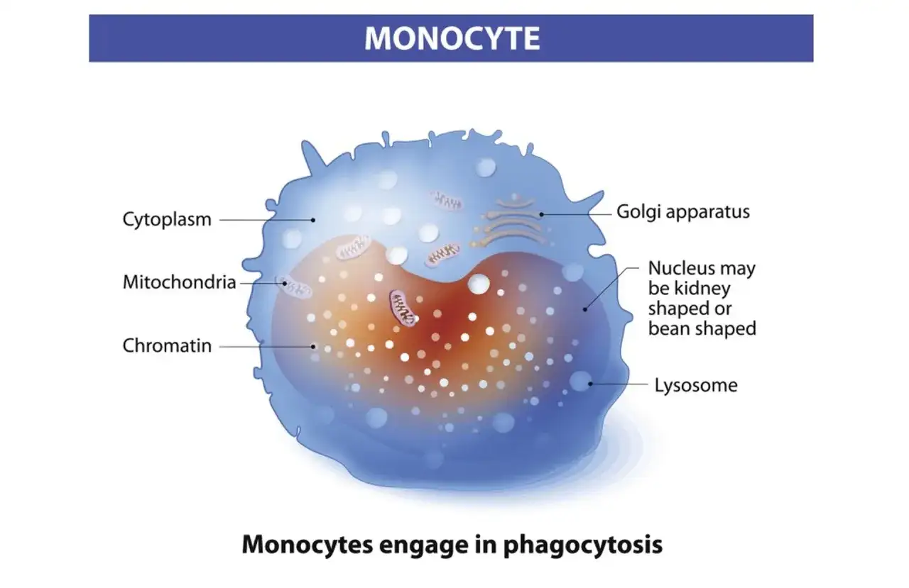 Podwyższone monocyty w morfologii - co oznaczają?