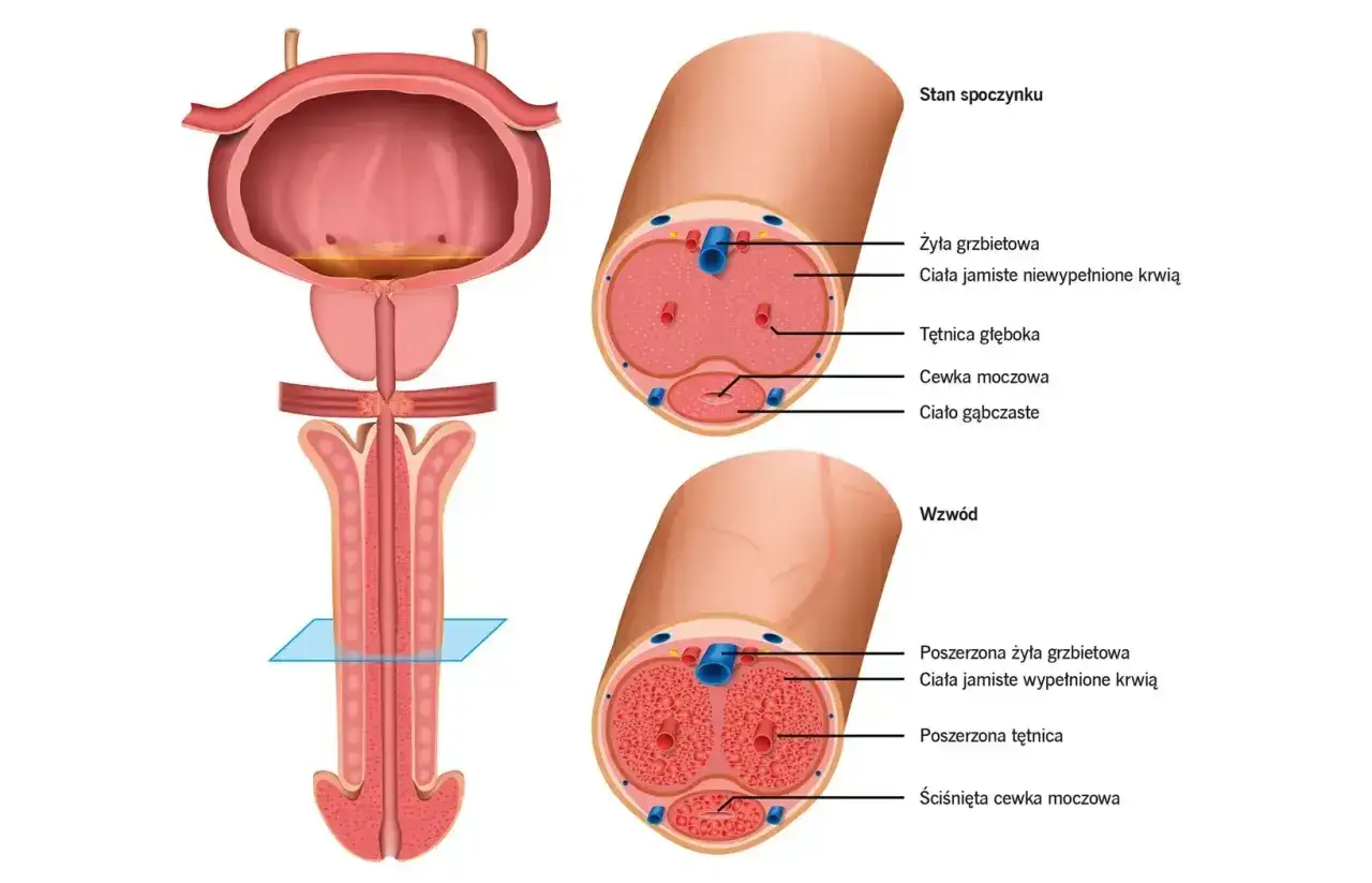 Anatomia prącia - budowa, wzwód i ważne objawy