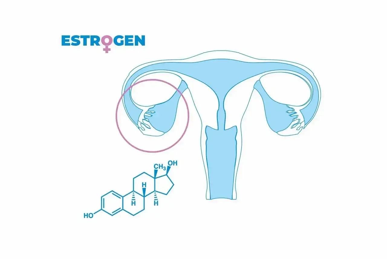Jak bezpiecznie zwiększyć estrogen? Co naprawdę pomaga