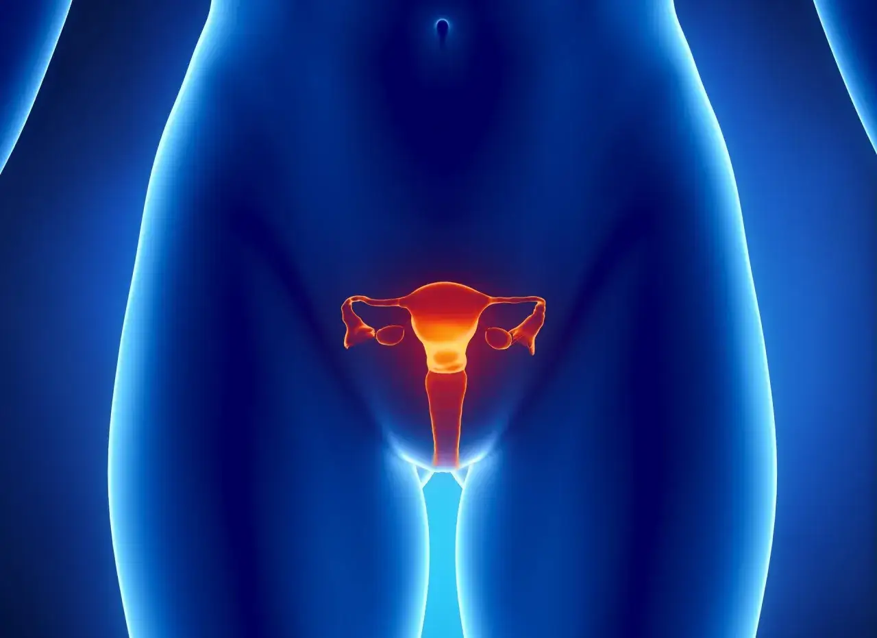 Anatomia kobieca z podświetlonymi jajnikami i macicą.