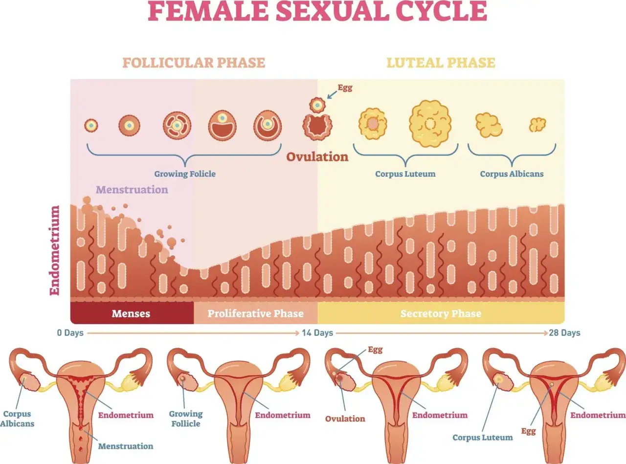 Cykl menstruacyjny: od wzrostu pęcherzyka, przez owulację, po ciałko żółte. Wyjaśnienie, co to owulacja.