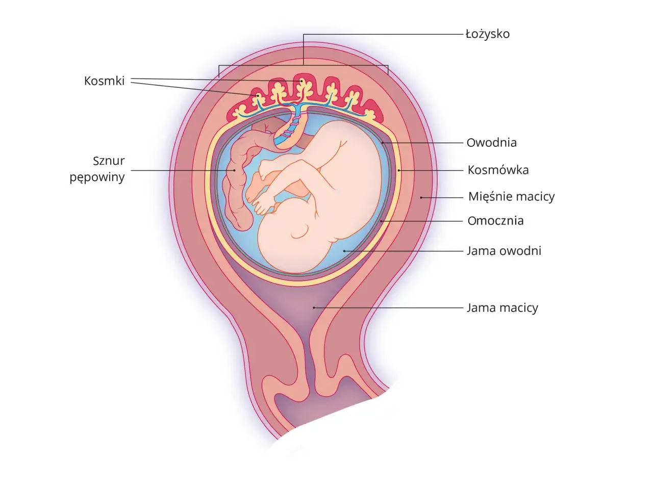 Schemat ciąży: płód w jamie owodni, otoczony kosmówką i łożyskiem, z pępowiną połączoną z macicą. Widoczne mięśnie macicy i endometrium.
