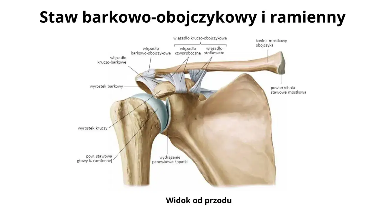 Anatomia stawu barkowego: obojczyk, łopatka i kość ramienna połączone więzadłami. Widok od przodu.