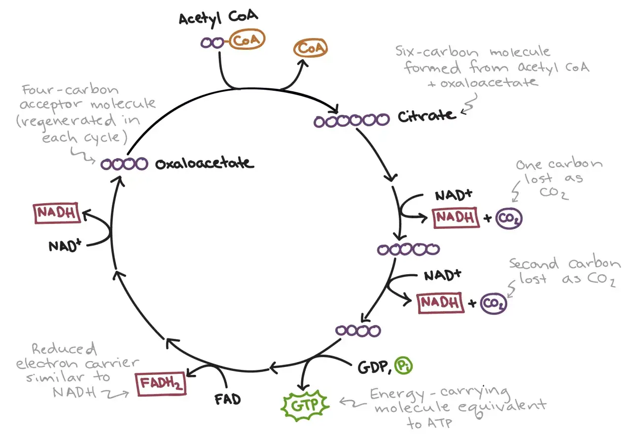 Schemat cyklu Krebsa: acetyl-CoA łączy się z oxaloacetatem, tworząc cytrynian. W kolejnych etapach uwalniane są CO₂, NADH, FADH₂ i GTP.