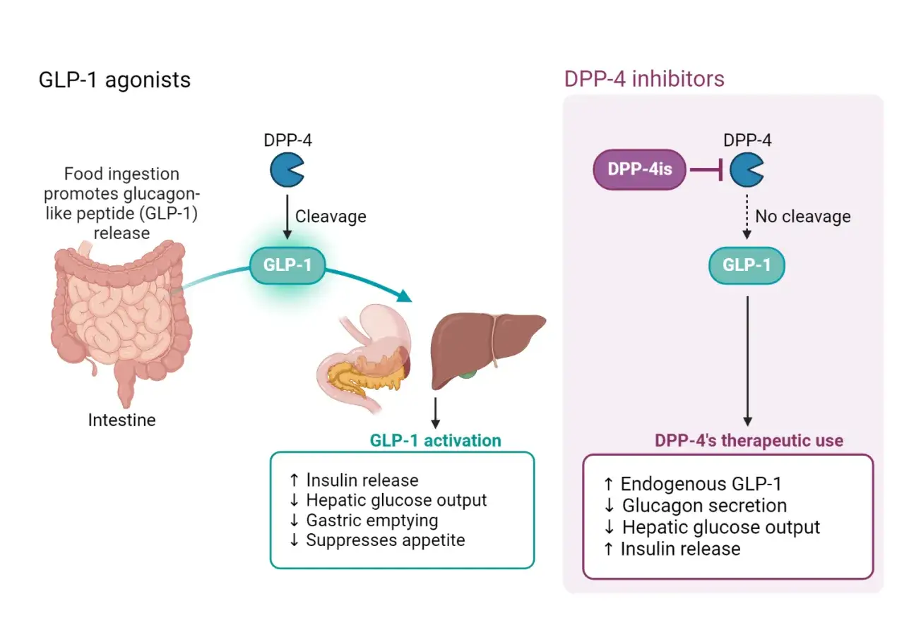 GLP-1 co to? Schemat pokazuje, jak jelita uwalniają GLP-1 po jedzeniu, a DPP-4 go rozkłada. Inhibitory DPP-4 blokują ten proces, zwiększając poziom GLP-1.