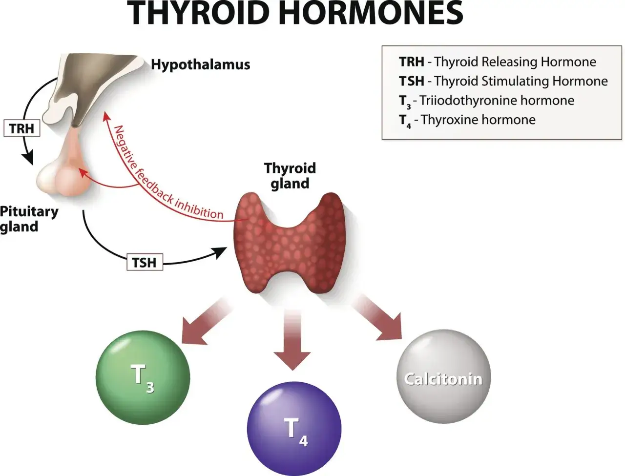 Schemat regulacji hormonów tarczycy: podwzgórze wydziela TRH, przysadka TSH, a tarczyca produkuje T3 i T4 (tyroksyna).