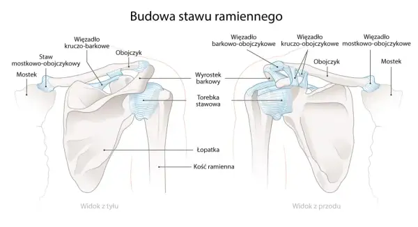 Anatomia stawu ramiennego: obojczyk, łopatka i kość ramienna z więzadłami. Widok z przodu i z tyłu.