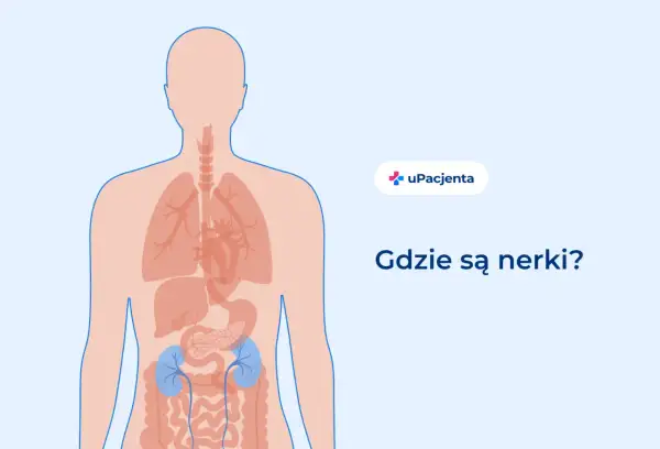 Ilustracja pokazuje ludzkie ciało z zaznaczonymi narządami wewnętrznymi. W dolnej części brzucha, po obu stronach kręgosłupa, widoczne są niebieskie nerki. Pytanie "Gdzie są nerki?" towarzyszy tej wizualizacji.
