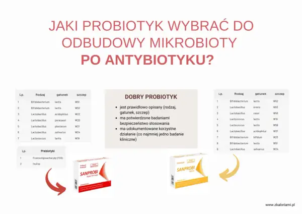 Wybór probiotyku SANPROBI po antybiotyku. Tabela z gatunkami i szczepami bakterii.