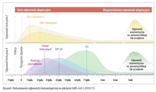 Wykres pokazuje odpowiedź immunologiczną na SARS-CoV-2, z uwzględnieniem limfocytów T, B, IgM, IgA i IgG.