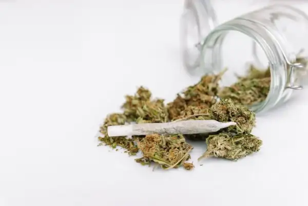 Słoik z marihuaną i skrętem. Widać kwiaty konopi, które wysypały się ze słoika. Zawartość thc jest widoczna.