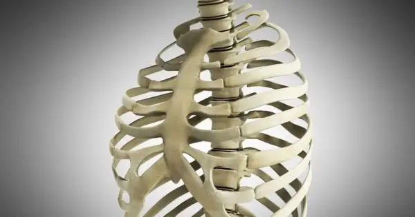 Anatomia klatki piersiowej z widocznym wyrostkiem mieczykowatym.
