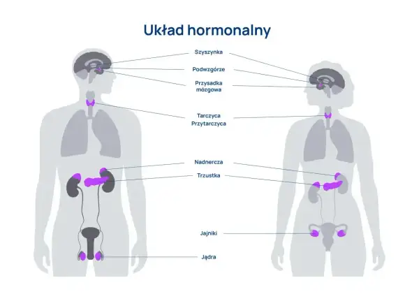 Schemat układu hormonalnego człowieka, pokazujący lokalizację gruczołów: szyszynki, podwzgórza, przysadki, tarczycy, przytarczyc, nadnerczy, trzustki, jąder i jajników.