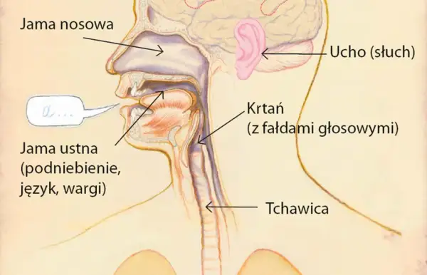 Przekrój przez ludzką głowę, pokazujący jamę nosową, ustną, ucho, krtań z fałdami głosowymi i tchawicę.