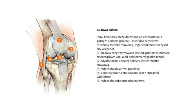 Anatomia kolana z zaznaczonymi elementami, ważna dla zrozumienia przyczyn gonartrozy.