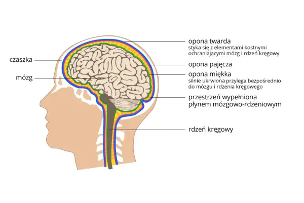 Przekrój głowy ukazujący mózg, rdzeń kręgowy i opony mózgowo-rdzeniowe. To kluczowe elementy ośrodkowego układu nerwowego.
