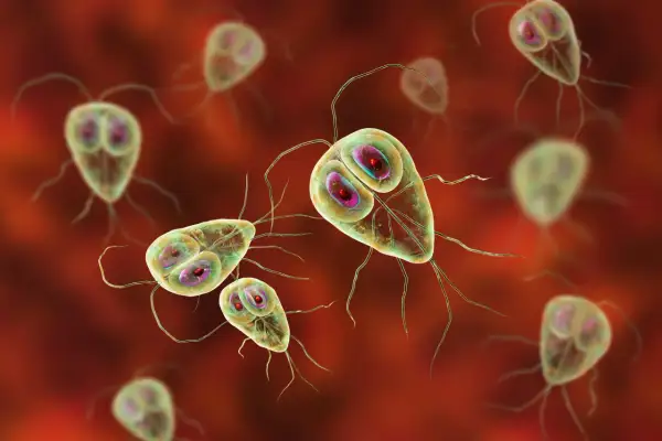 Mikroskopijne organizmy Giardia lamblia, które mogą powodować objawy lambliozy, takie jak biegunka i bóle brzucha.