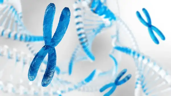 Niebieskie chromosomy i spiralne DNA. Człowiek ma 46 chromosomów, które zawierają jego kod genetyczny.