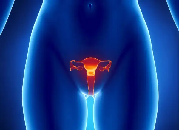 Anatomia kobieca z widocznymi jajnikami w kolorze pomarańczowym na tle niebieskim.